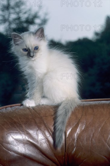 Birman felidae