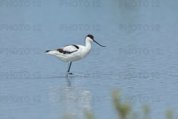 Black-capped avocet