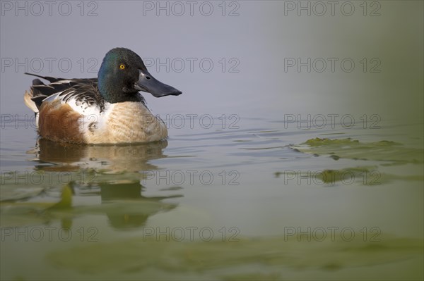 Northern shoveler