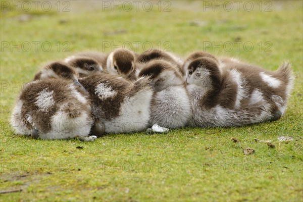 Egyptian Goose