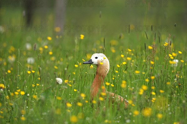 Ruddy Shelduck