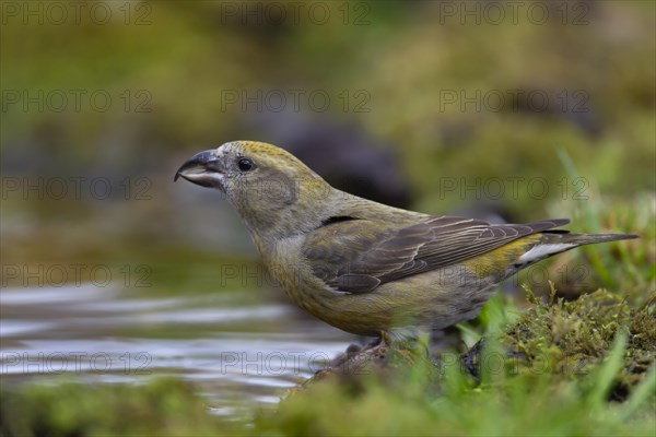 Common crossbill