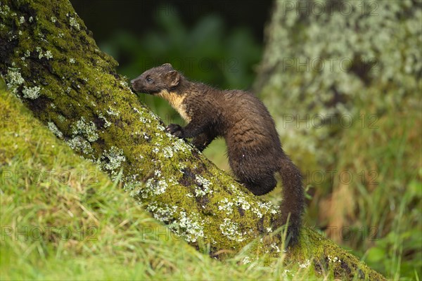 Pine marten