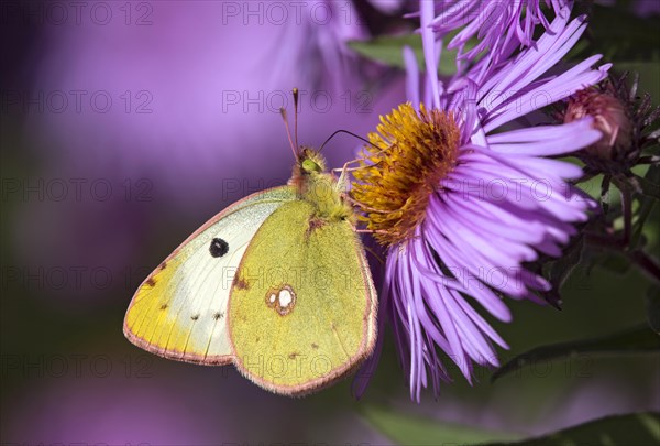 Butterfly mountain clouded yellow