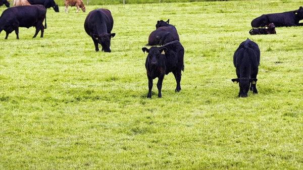 Black Angus cattle grazing in a pasture