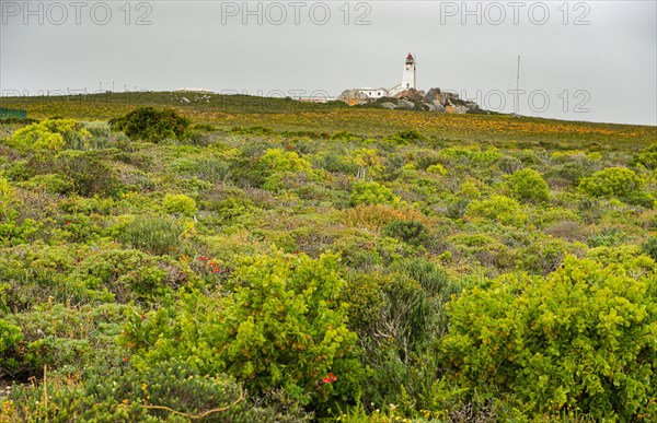 Cape Columbine Nature Reserve