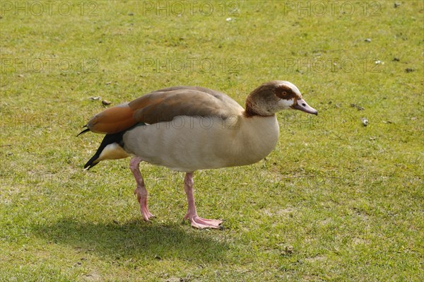 Egyptian Goose