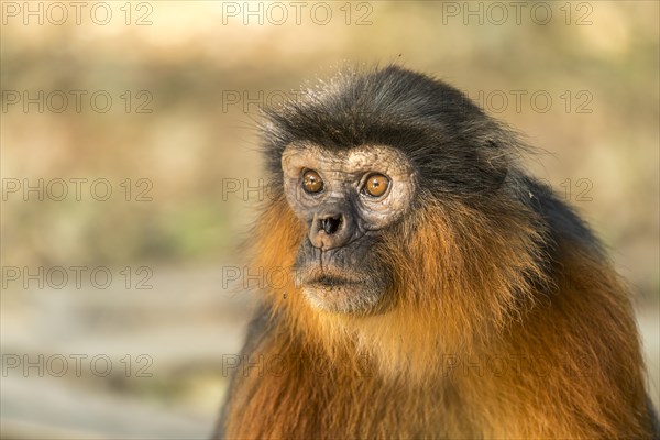 Temminck's red colobus