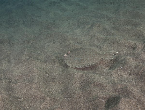 Wide-eyed flounder