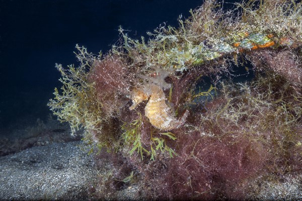 Short-snouted seahorse