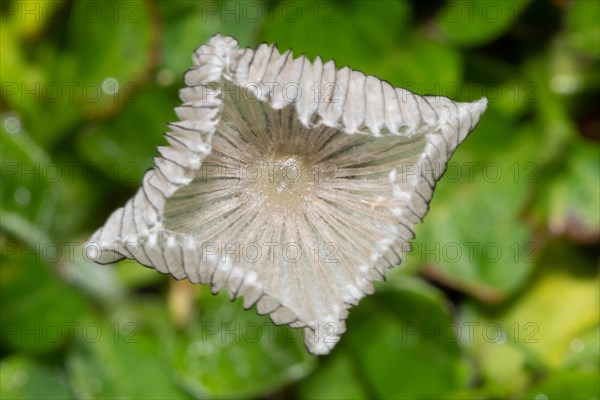 Flaky Scheibchentintling Fruiting body with whitish cap