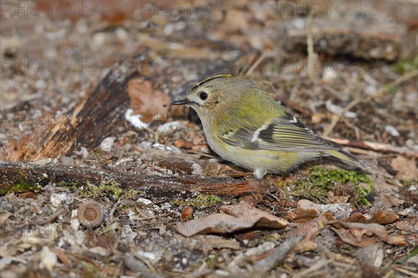 Winter Goldcrest