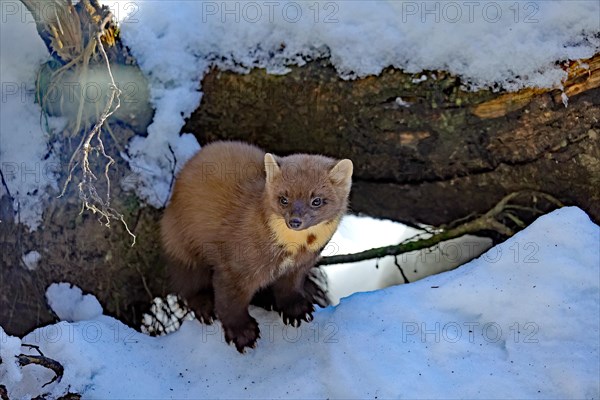 European pine marten