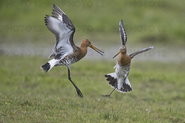 Black-tailed godwits