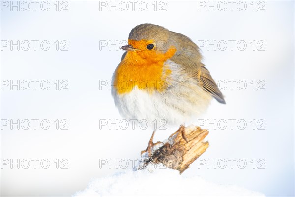 European robin