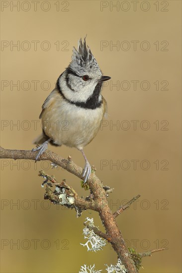 Crested tit