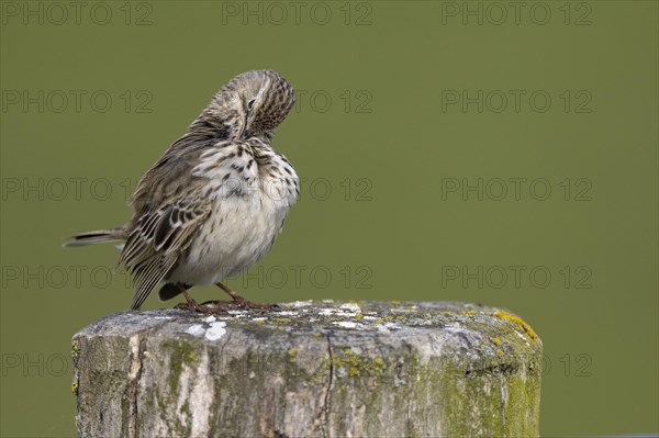 Meadow pipit