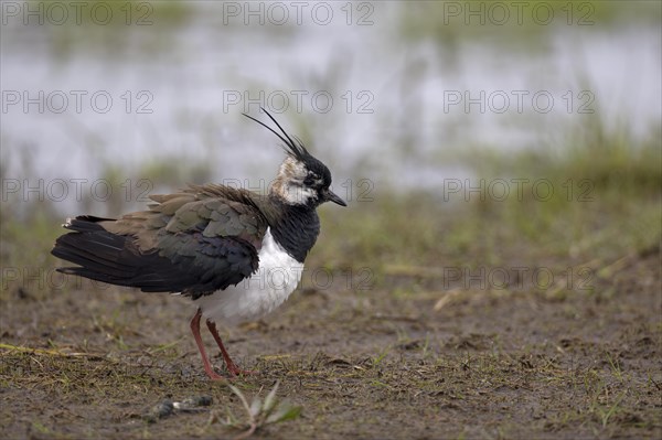 Northern lapwing