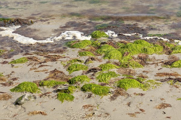 Seaweed