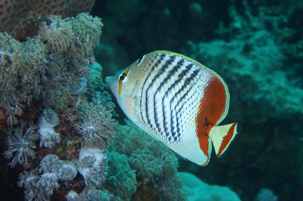 Eritrean butterflyfish