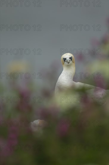 Northern gannet