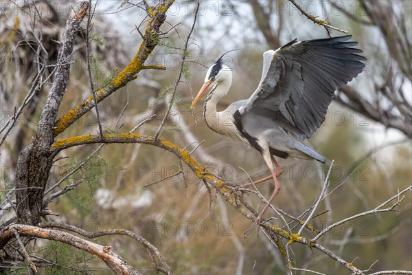 Grey heron