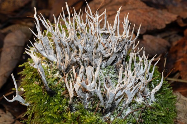 Antler-shaped wooden club antler-shaped grey fruiting body on tree trunk with green moss