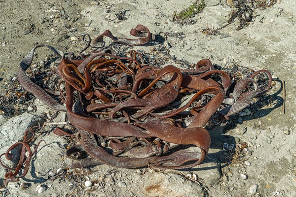 Washed up kelp