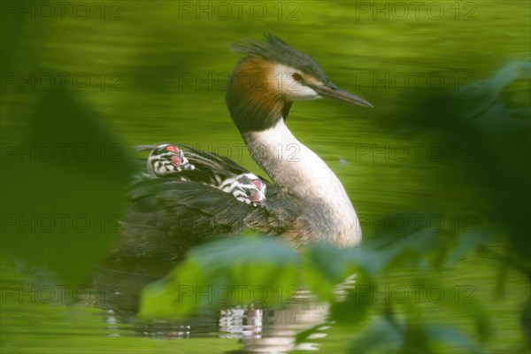 Great Crested Grebe