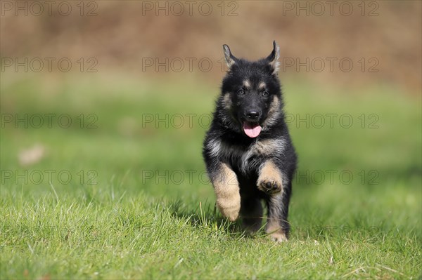 German shepherd domestic dog