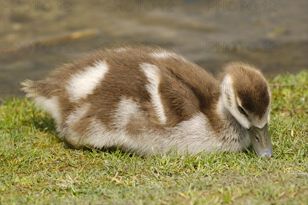 Egyptian goose