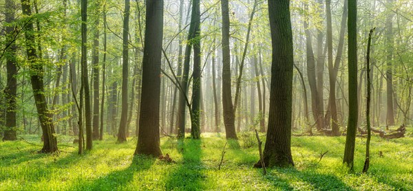 Natural deciduous forest of oaks and beeches in early spring