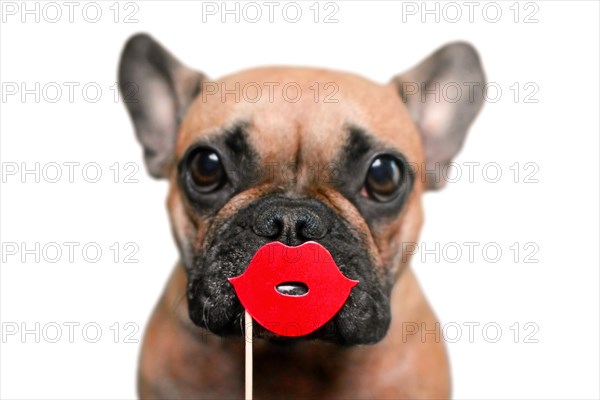 Cute French Bulldog dog with red kiss lips photo prop in front of white background