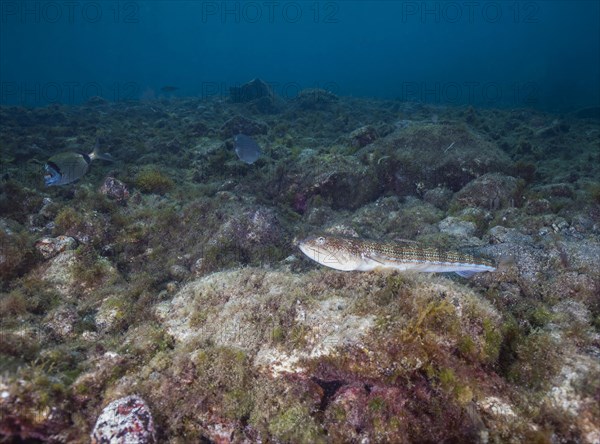 Atlantic lizardfish