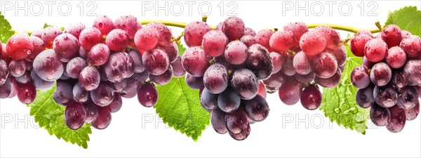 Seamless tileable row of fresh grapes on the vine on a white background