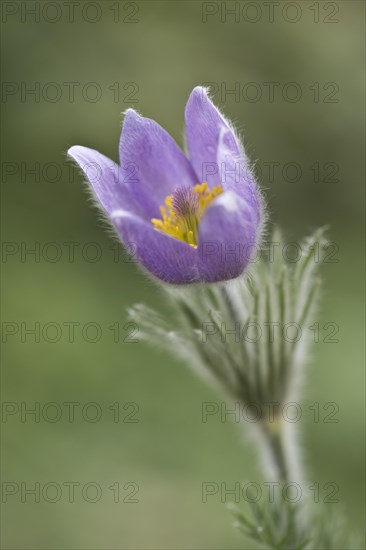 Pasque flower