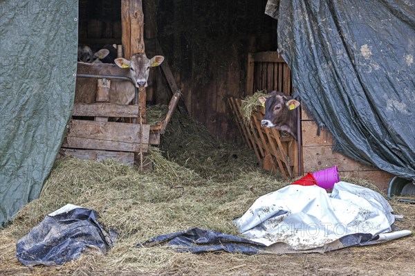 Cows in a barn in Unterthalhofen