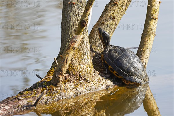 Yellow-bellied turtle