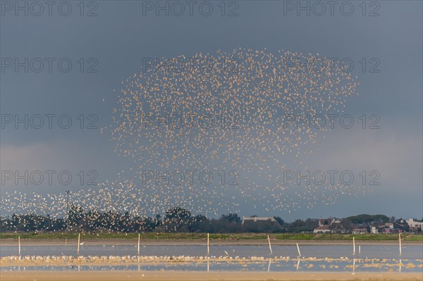 Shorebirds