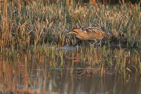 Great bittern