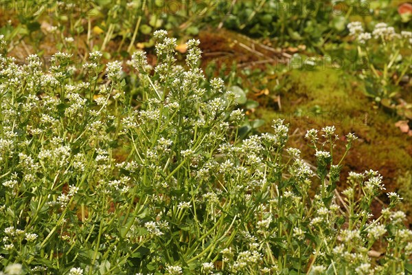 Bavarian spoonwort