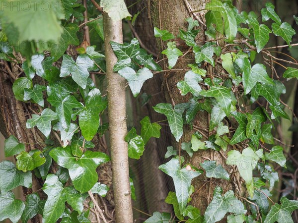 Ivy plant background