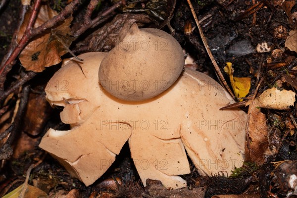 Reddish earth star Fruiting body with reddish brown lobes and spore ball in brown autumn leaves