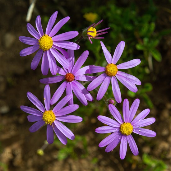 Veld Cineraria