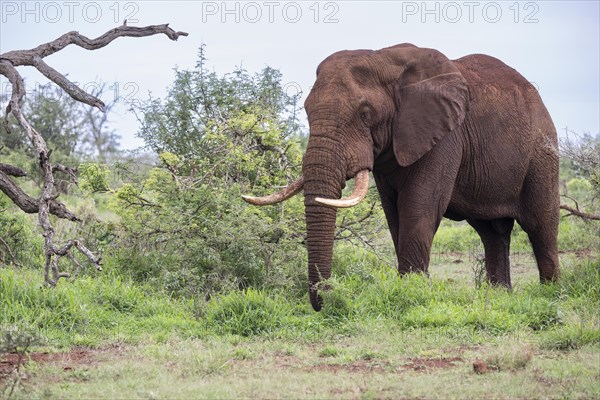 African elephant