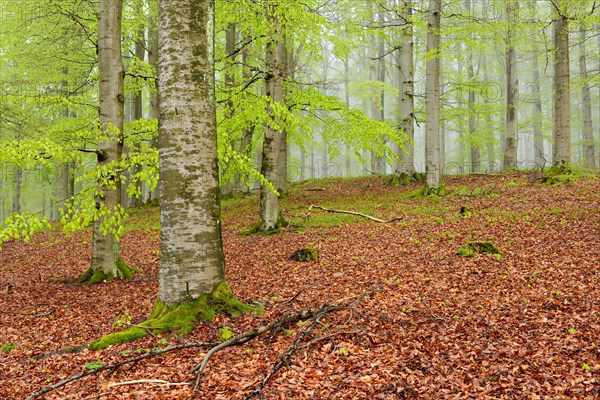 Beech forest with mist in early spring