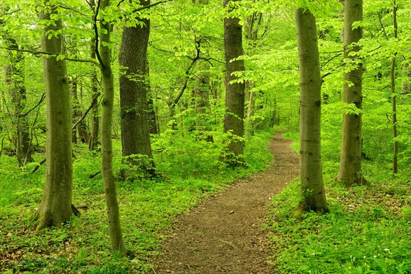 Hiking trail winds through semi-natural deciduous forest