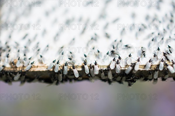 A swarm of flying ants gather on a white background