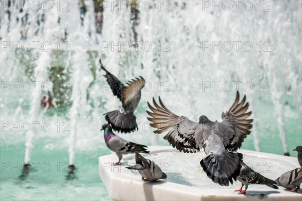 City pigeons by the side of water at a fountain