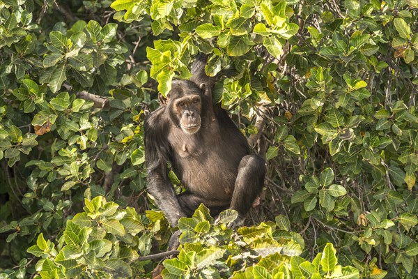 Chimpanzee on Baboon Island